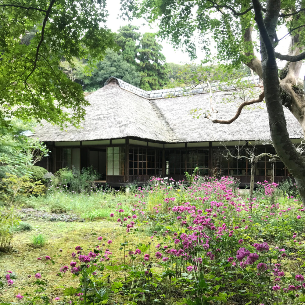 鎌倉・浄智寺の茅葺き屋根の書院と花が咲く庭園の風景