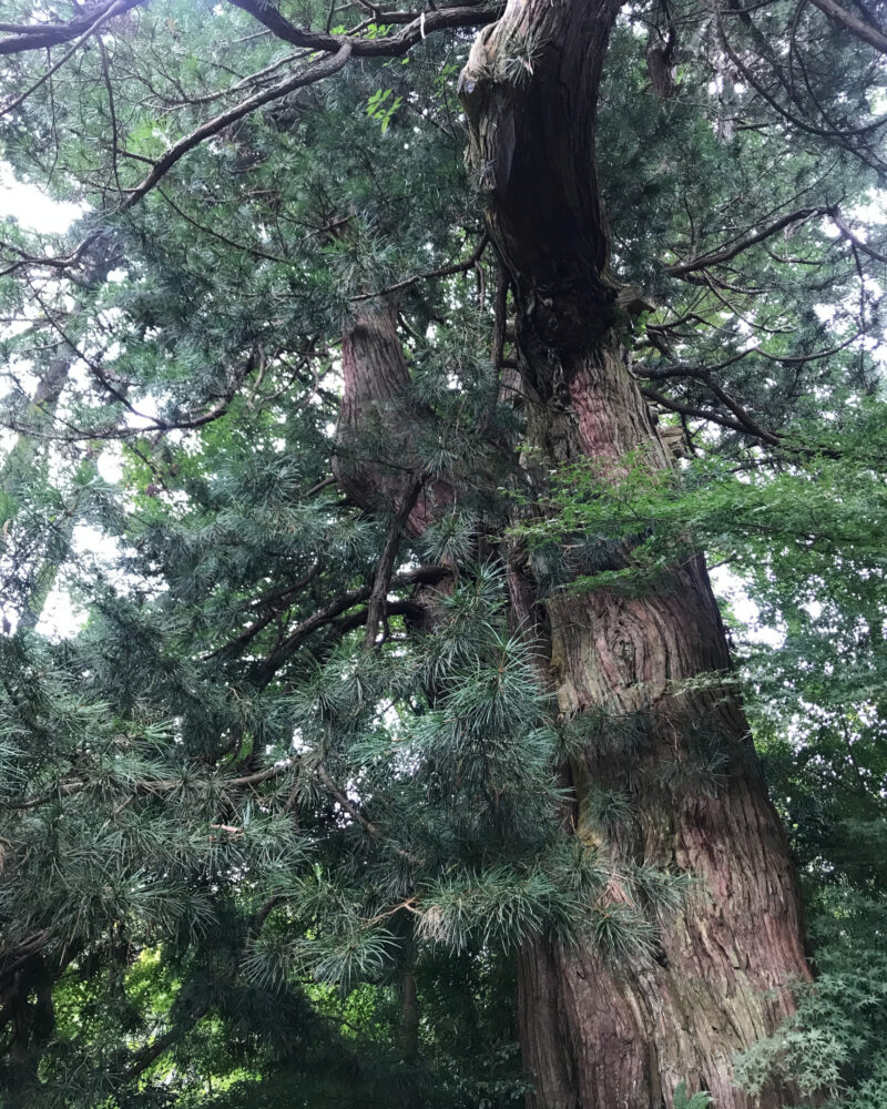 鎌倉・浄智寺境内に立つ迫力ある杉の木