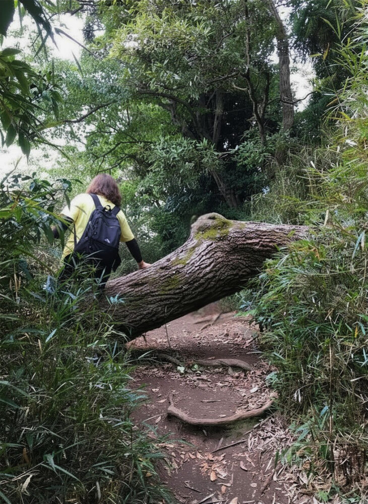 倒木をまたいで進む鎌倉の山道