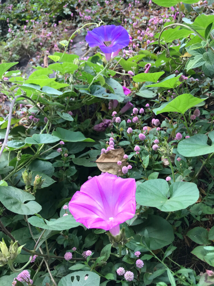 山道の脇に咲く花々