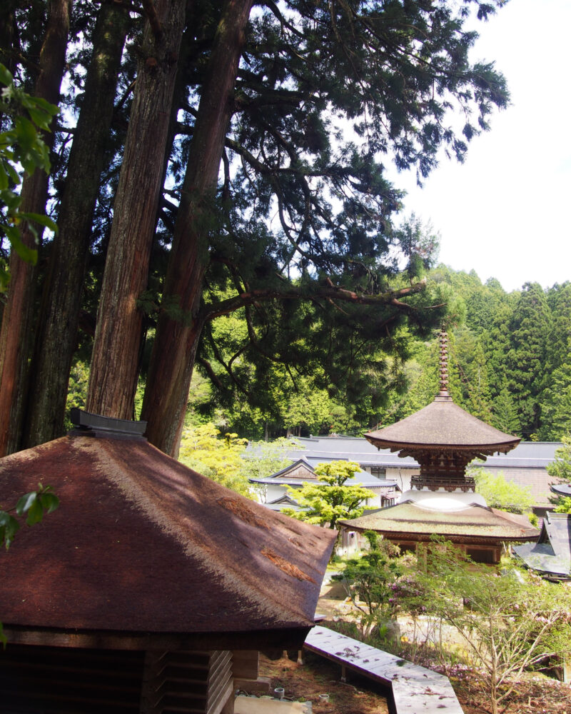 金剛三昧院。杉木立の間から見下ろす多宝塔と境内の風景