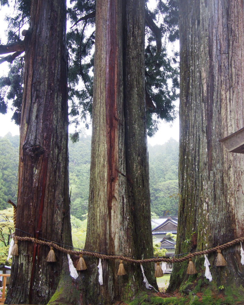 金剛三昧院。しめ縄が張られた杉の大木