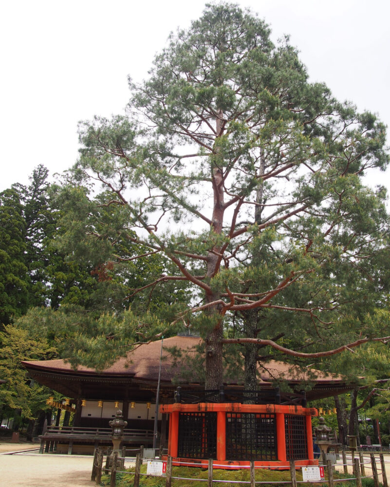 壇上伽藍に立つ大きな松の木(三鈷の松)