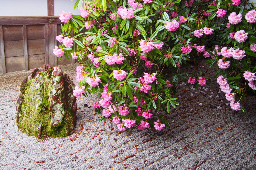 金剛峯寺の石庭に咲くシャクナゲの花と苔むした石