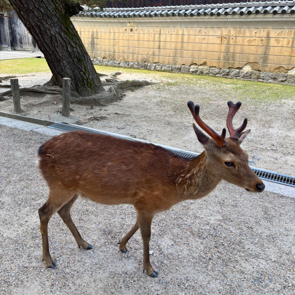 奈良公園で出会った角が生え始めた鹿