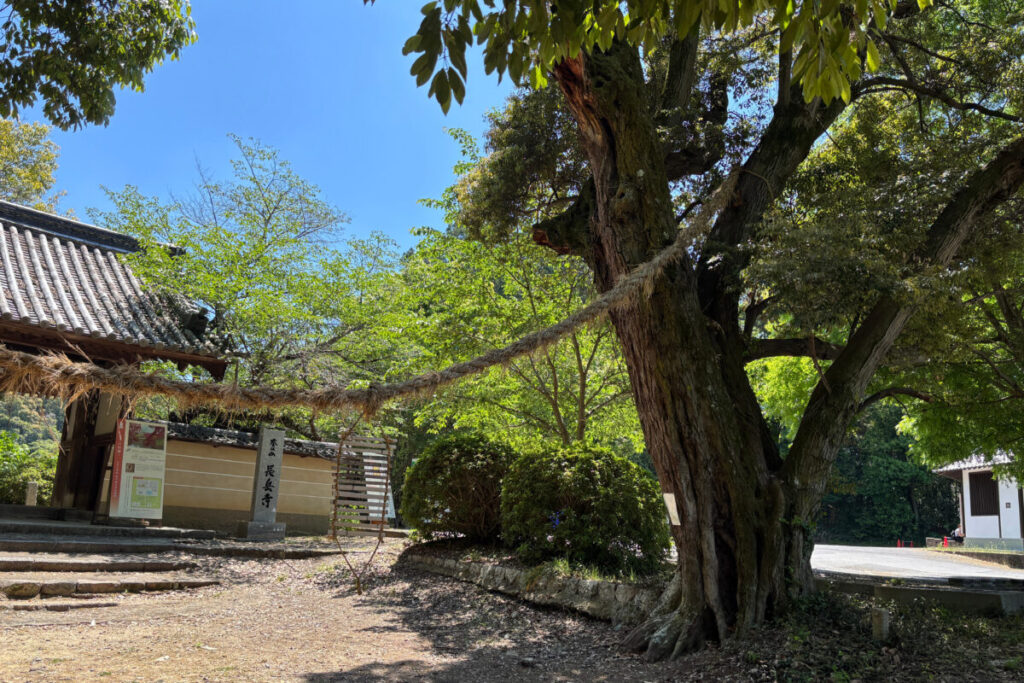 山門前の大木に張られた長岳寺の勧請縄