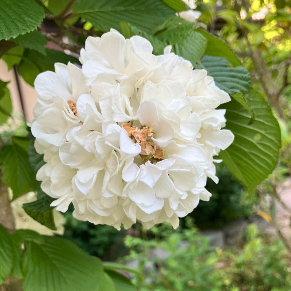 白毫寺で咲いていた白い花