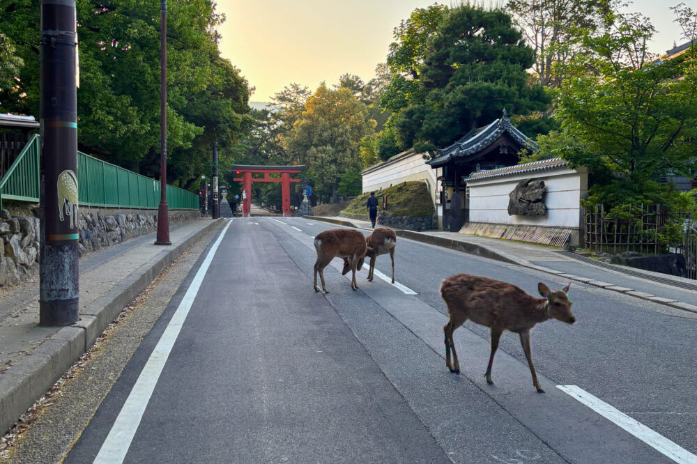 早朝の春日大社へ向かう道路を歩く鹿