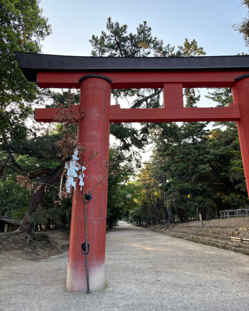 早朝の春日大社一ノ鳥居とまっすぐ続く参道