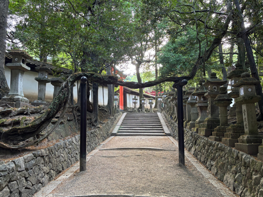 木の枝が鳥居のように伸びる春日大社の参道