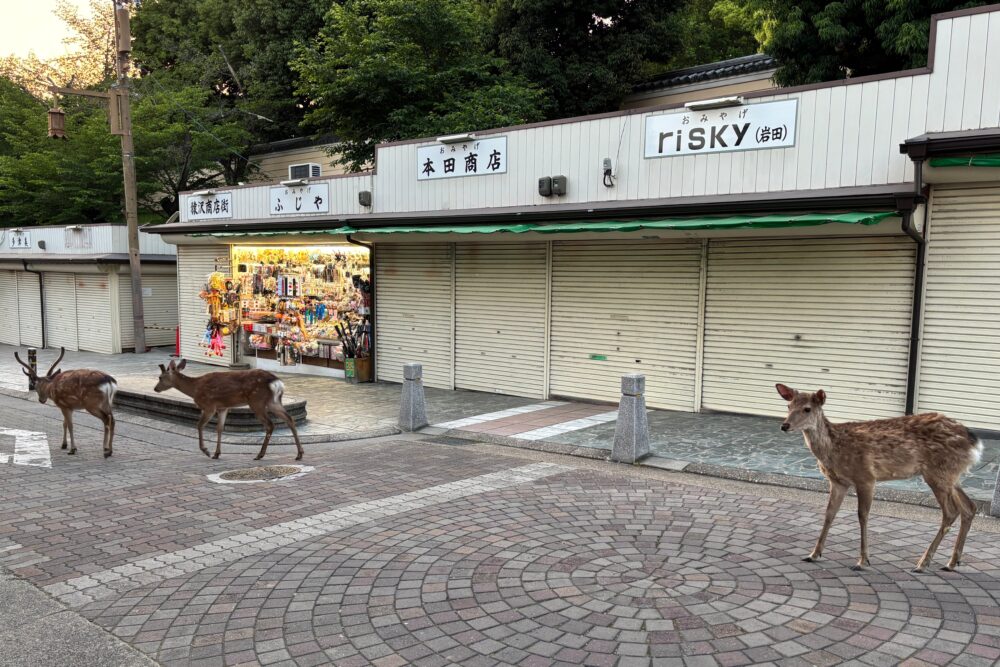ホテル前の道を歩く3頭の鹿
