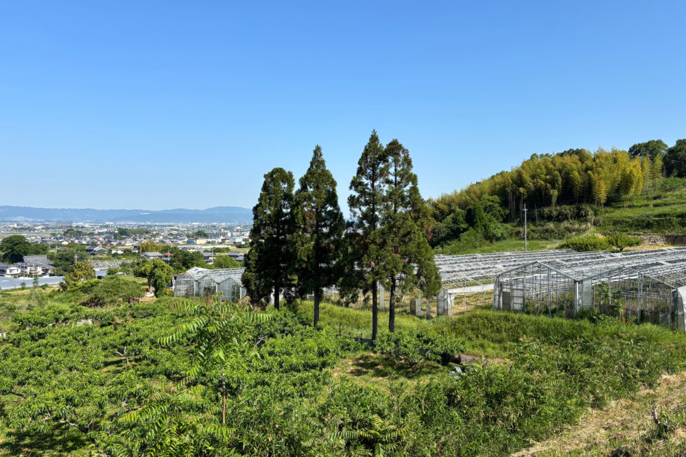 果樹園とビニールハウス越しに奈良盆地を望む風景