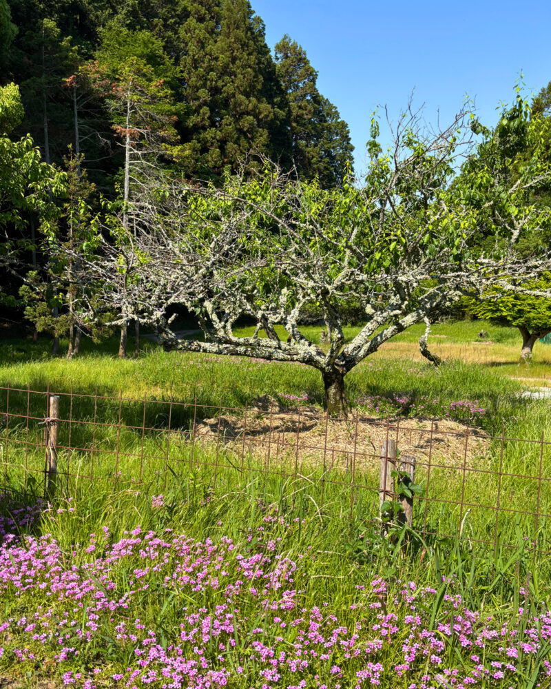 山の辺の道沿いに咲く花と果樹園