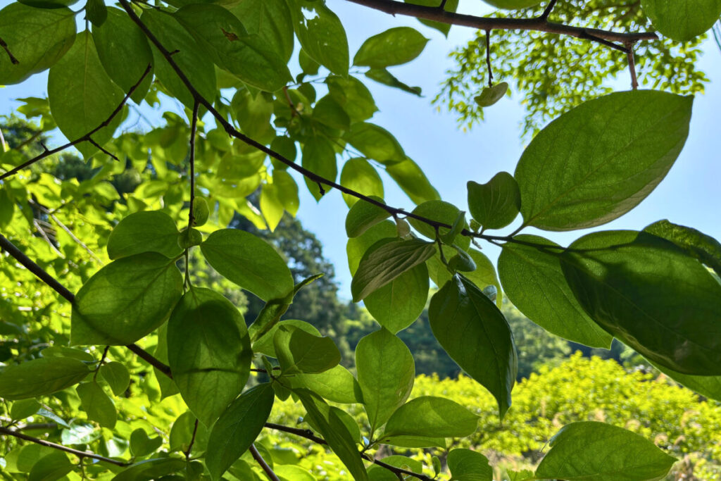 木漏れ日に照らされた新緑の葉