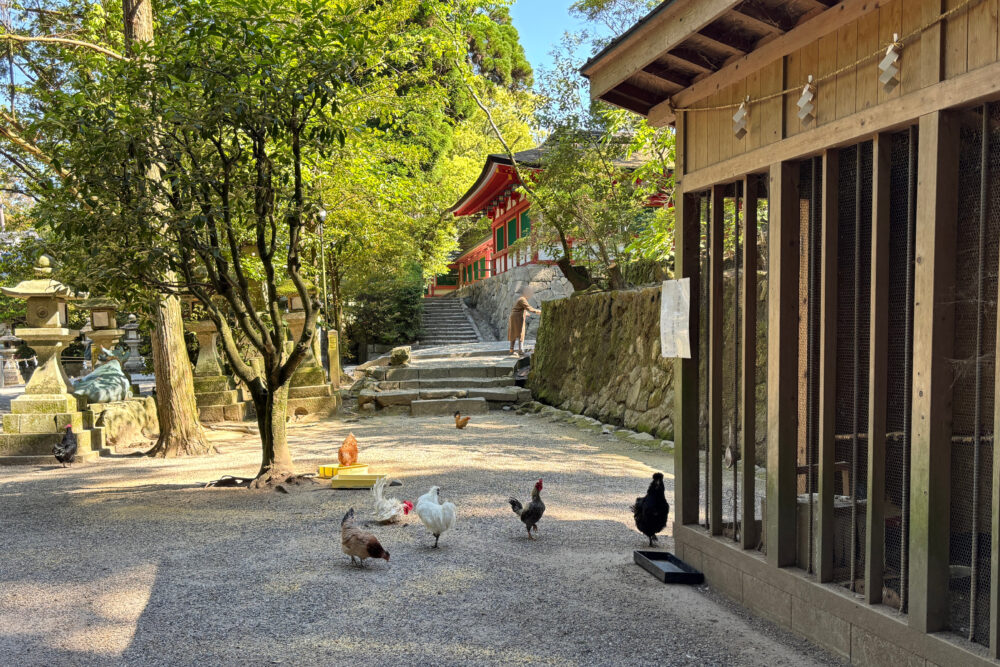 石上神宮の鶏舎周辺を歩く鶏