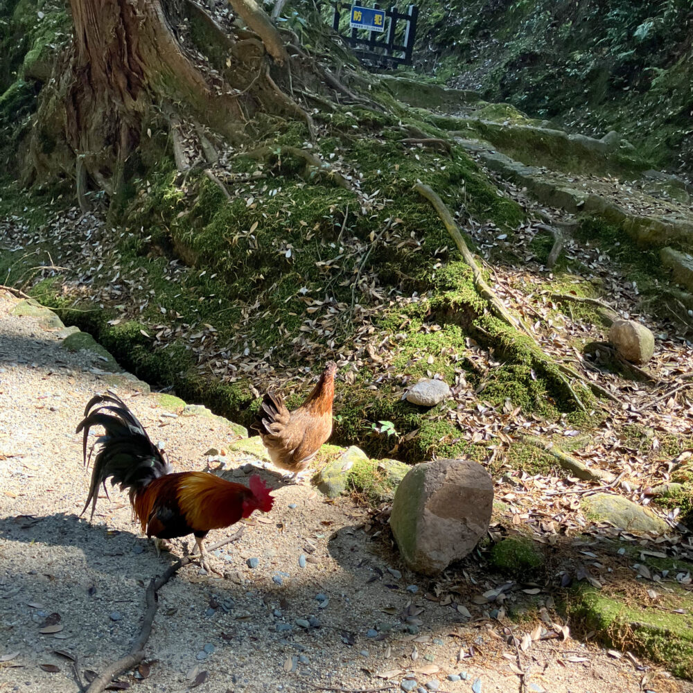 木の根元を歩く石上神宮の鶏