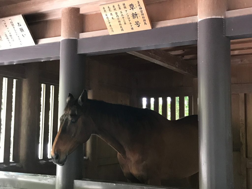 伊勢神宮内宮の神馬