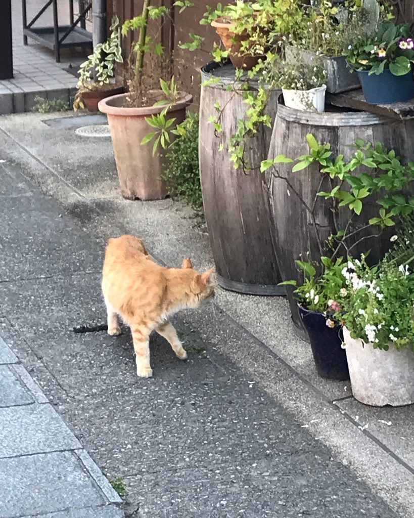 つばめの飾りをねらう猫