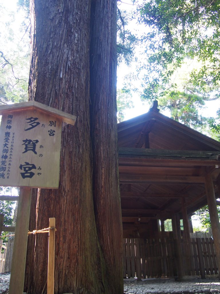 伊勢神宮外宮の多賀宮と大きな杉の木
