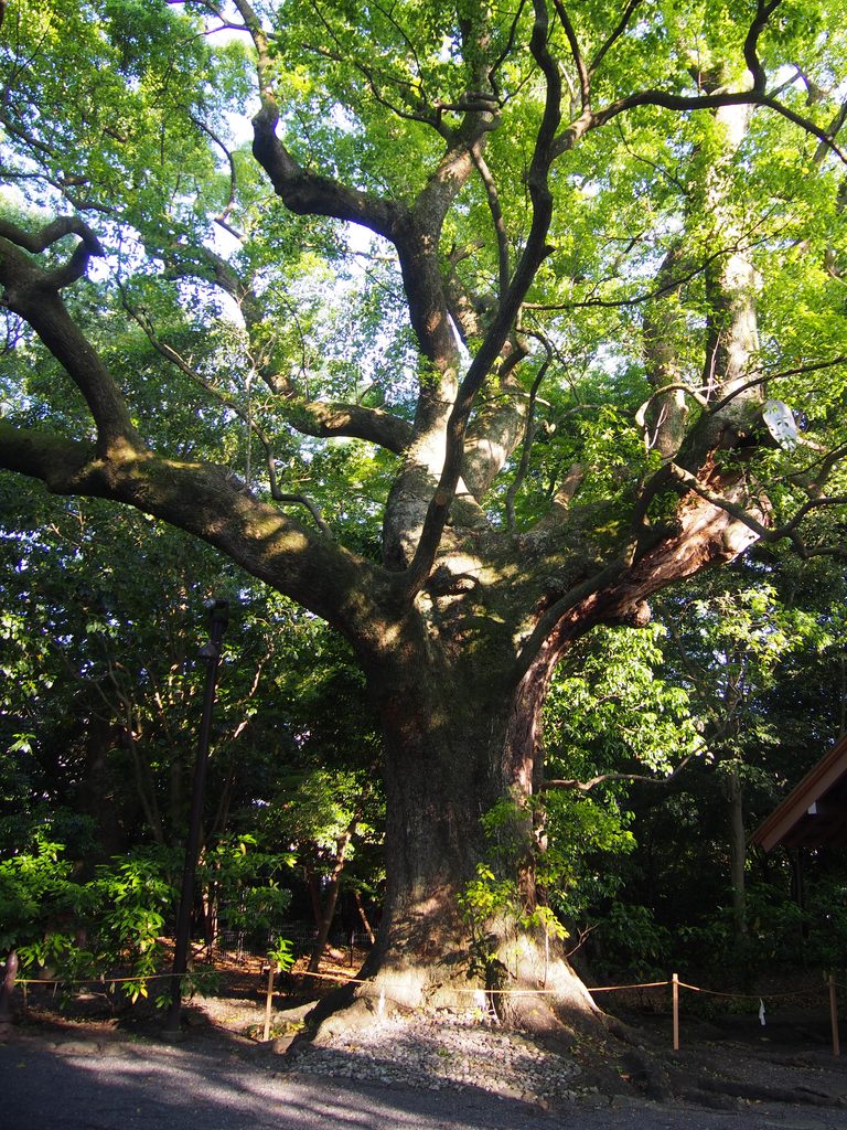 月夜見宮境内にある樹齢数百年とされる大楠