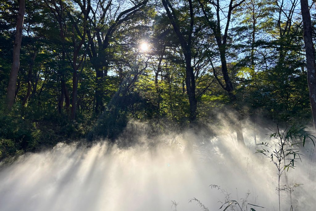 木々の間に差し込む光と霧が織りなす森の風景