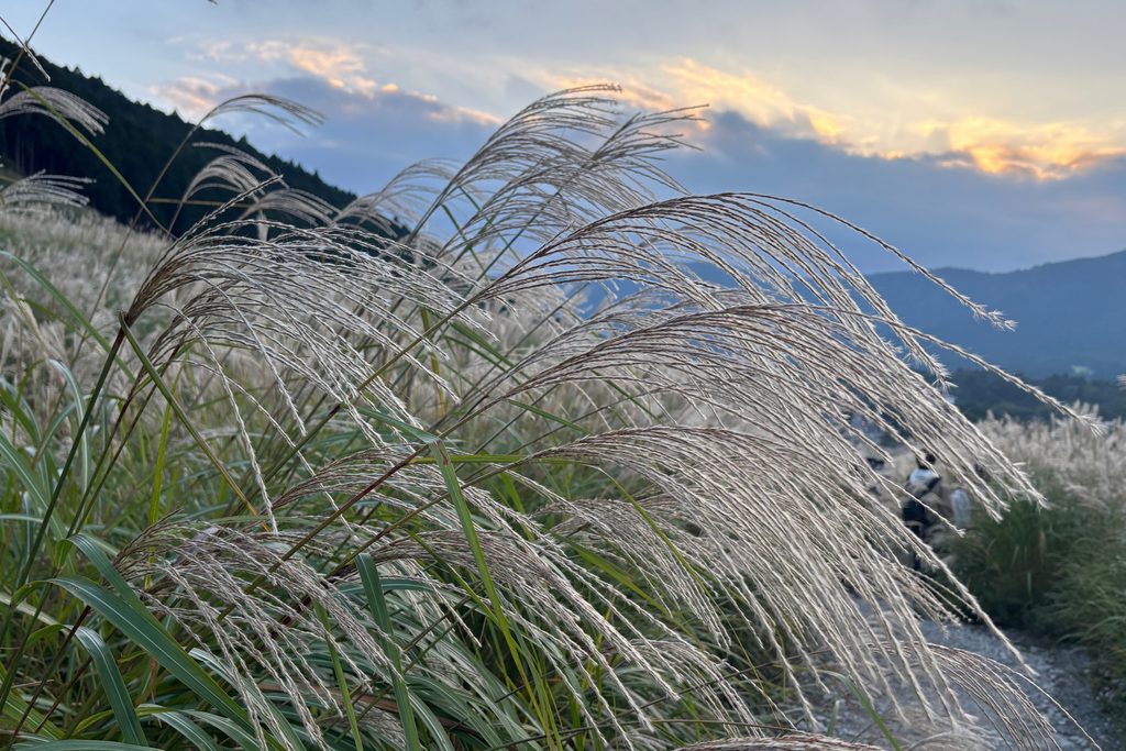 夕方の光を受けて銀色に輝く仙石原すすき草原の穂